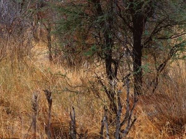 10. И напоследок найдите импалу. Готово?