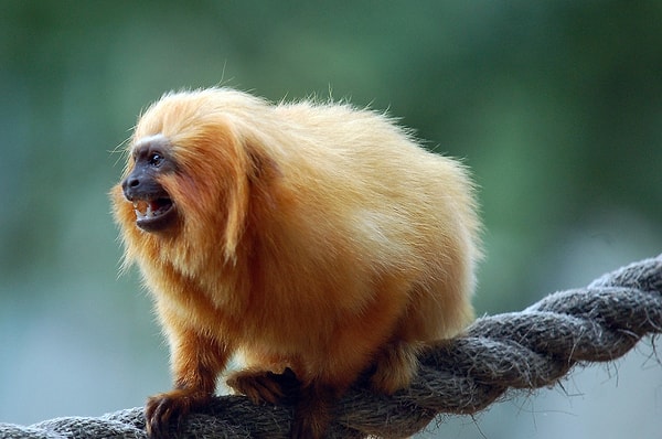 6. Самая редкая обезьяна?