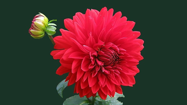 1. Что приходит вам в голову, когда вы слышите слово "цветок"?