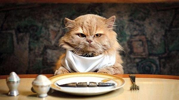5. 1 yıl boyunca istediğin kadar en sevdiğin yiyeceği yiyebileceğini fakat karşılık olarak bir kereliğine kedi maması yemen gerektiğini söyleseler yer misin?