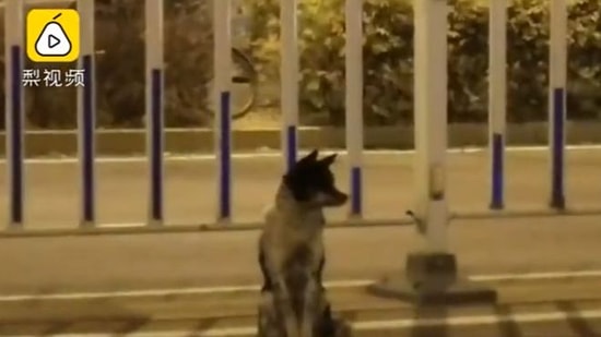 Geri Dönmesi Umuduyla Yerinden Ayrılmıyor! Çin'de Bir Köpek, Sahibinin Öldüğü Yerde 80 Gündür Bekliyor