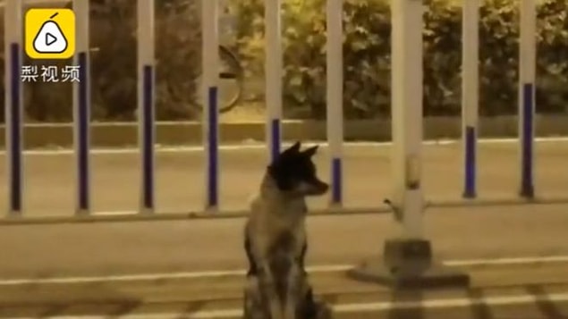 80 gündür sahibinin öldüğü yerde bekliyor.