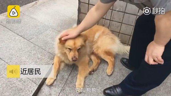Bu yılın başlarında ise,  Ziongxion isimli yaşlı bir köpeğin tren istasyonunda sahibinin gelmesini beklerken çekilmiş görüntüleri uzun süre gündemde kalmıştı.