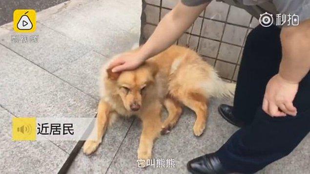 Bu yılın başlarında ise,  Ziongxion isimli yaşlı bir köpeğin tren istasyonunda sahibinin gelmesini beklerken çekilmiş görüntüleri uzun süre gündemde kalmıştı.