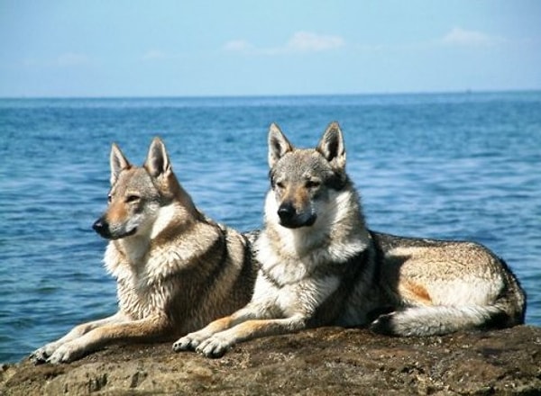 6. А на этой картинке изображены...