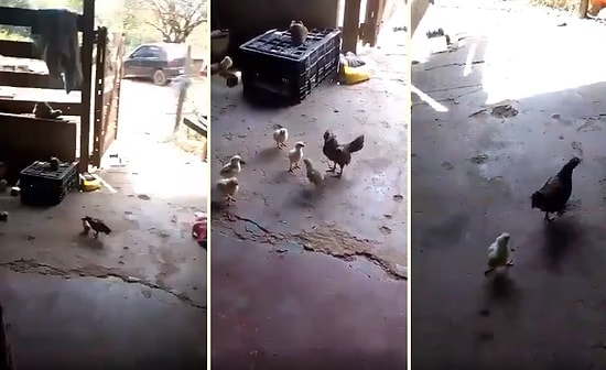 Ufacık Vücudunda Kocaman Bir Yürek Taşıyan Civciv