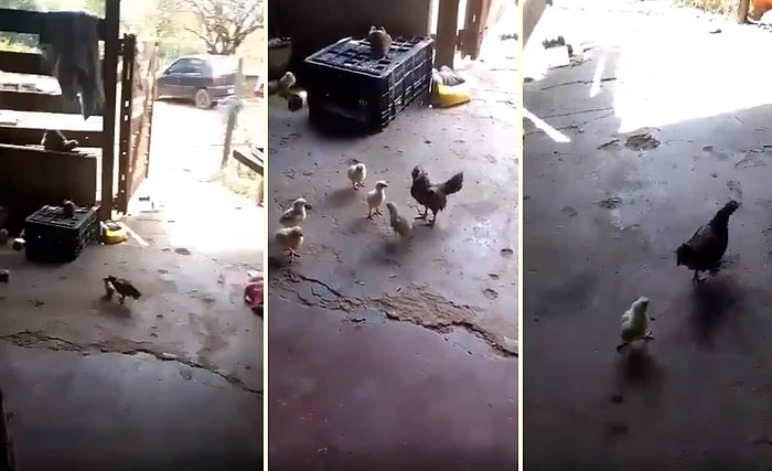 Ufacık Vücudunda Kocaman Bir Yürek Taşıyan Civciv