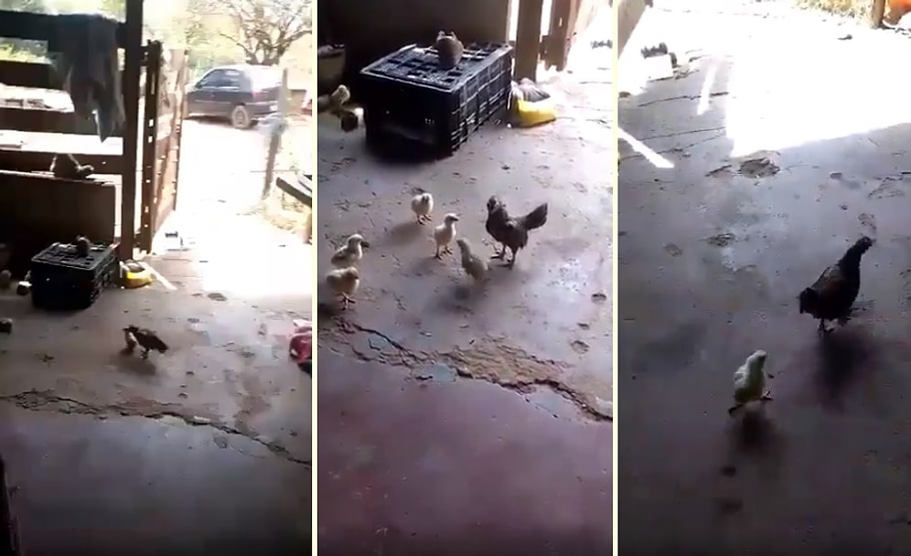 Ufacık Vücudunda Kocaman Bir Yürek Taşıyan Civciv