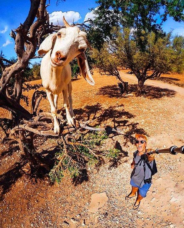 8. Instagram fenomenlerine taş çıkartacak bir keçi.  😍