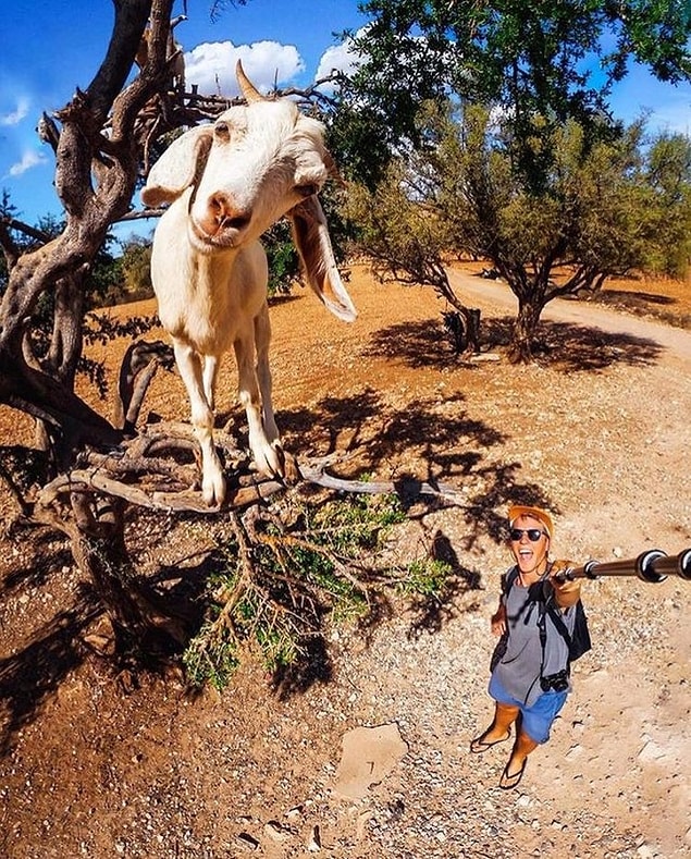 8. Instagram fenomenlerine taş çıkartacak bir keçi. 😍
