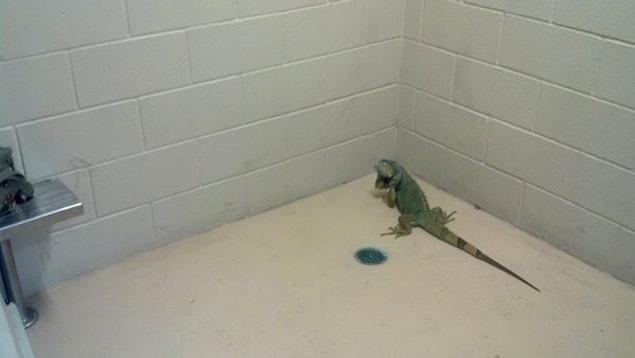 9. "My iguana ran away out the back door. The police dept found him. I had to pick up my iguana from jail."