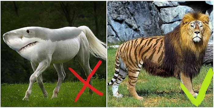 Тест: Знаете ли вы реально существующих гибридов животных?