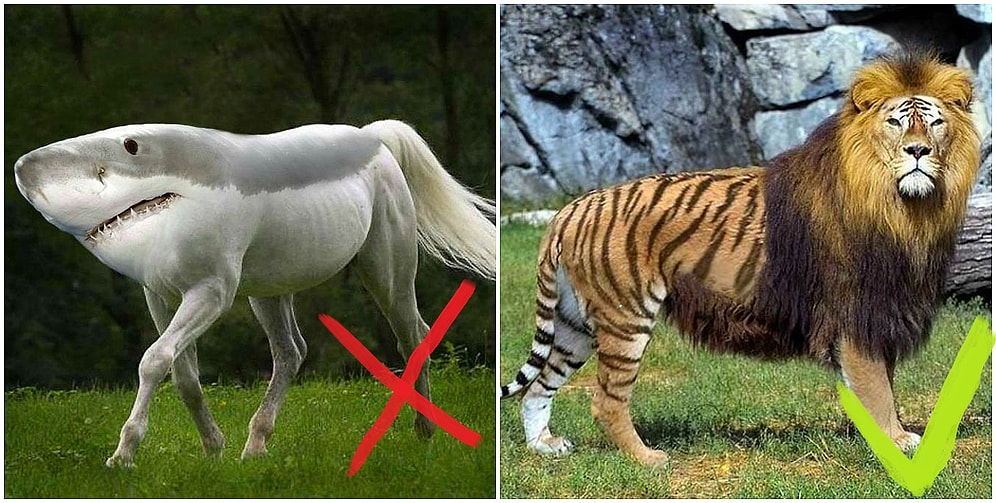 Тест: Знаете ли вы реально существующих гибридов животных?