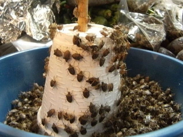4. Stinkbugs - Mexico