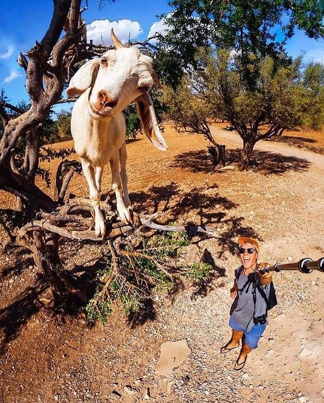 6. Mr.Goat the new Instagram star.
