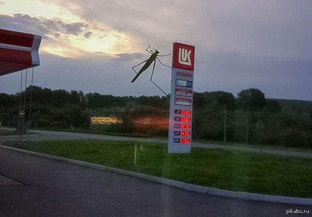 13. A giant insect is attacking the petrol station!
