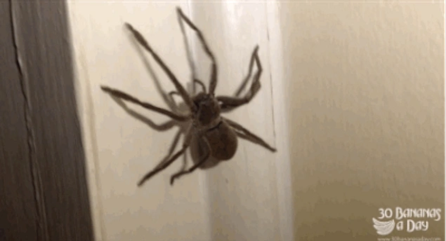 Видео убей паука. Большие пауки в доме. Паук гифка. Огромный паук в доме.