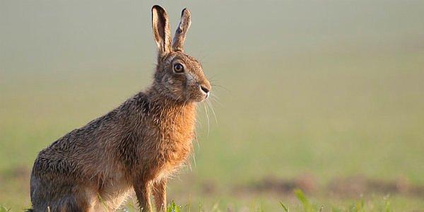 9. Kır tavşanı - saatte 80 kilometre