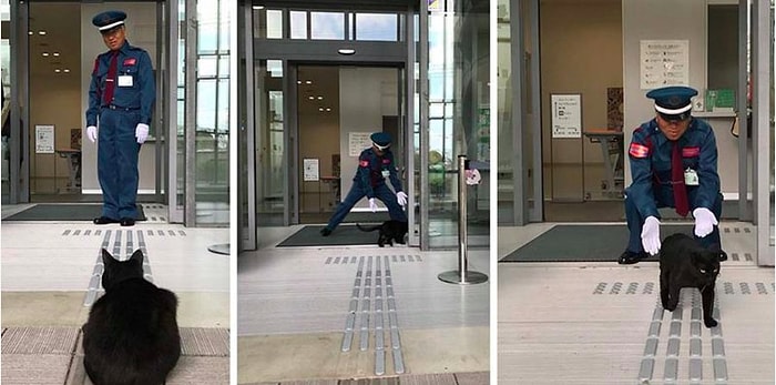 Весь Твиттер активно следит за упрямыми котами, которые вот уже два года активно пытаются попасть в японский музей