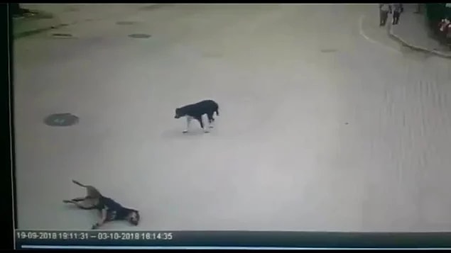 78. Bu nasıl bir vurdumduymazlık? - Minibüsüyle köpeği ezen ve arkasına bile bakmayan şoför