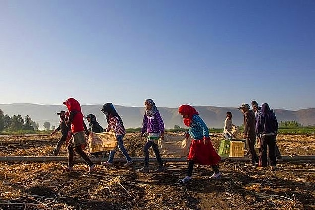 Ülkemizde hasat zamanında, milyonu aşkın tarım işçisi bir ilden diğerine göç ediyor. Bu yolculukta binlerce çocuk var.