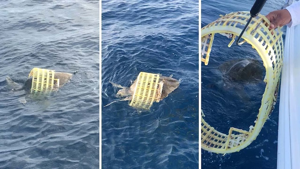 Plastik Sepete Sıkışmış Deniz Kaplumbağasını Kurtaran Güzel İnsanlar