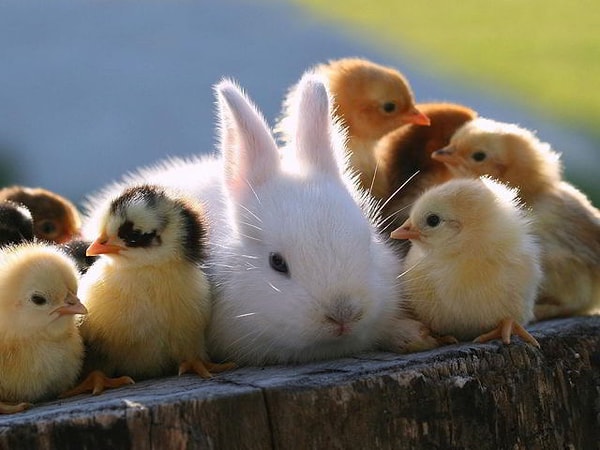 4. Выберите животное, которое привлекло ваше внимание: