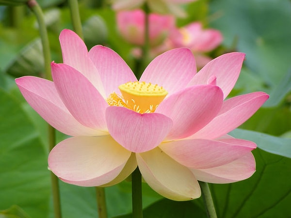 12. И еще одно: