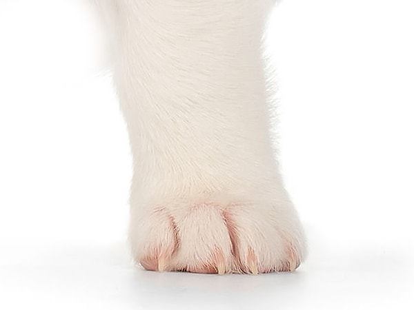 3. Кошка или собака? Понять не так-то просто!