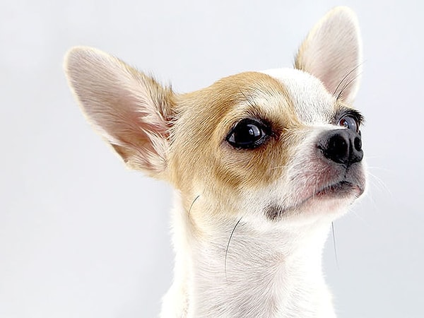 Посмотреть ответ: