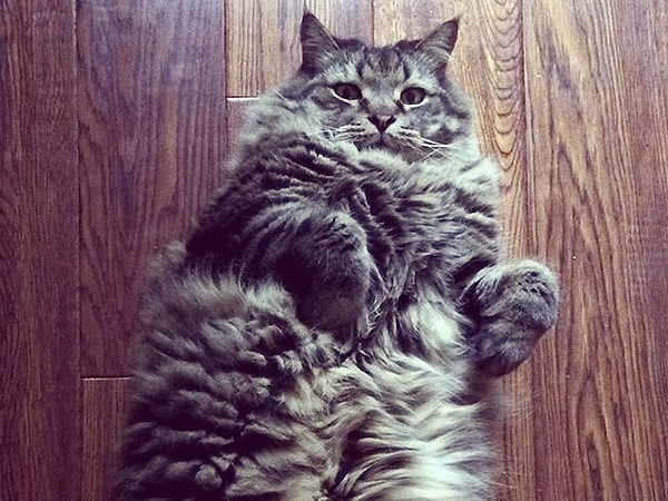 Посмотреть ответ: