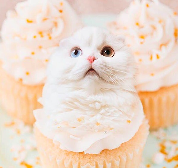 15. Кремовый котик: