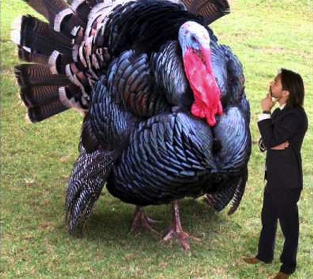 14. According to the Guinnes Book of Records, the heaviest turkey on record weighed in at a hefty 86 pounds.