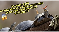 Hayvanlar Alemi ile İlgili Daha Önce Hiçbir Yerde Duymadığınız Birbirinden Enteresan 12 Yeme Alışkanlığı