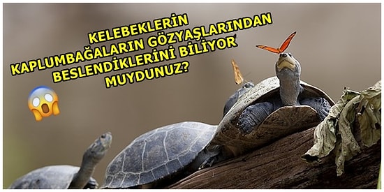 Hayvanlar Alemi ile İlgili Daha Önce Hiçbir Yerde Duymadığınız Birbirinden Enteresan 12 Yeme Alışkanlığı