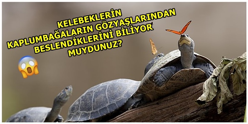 Hayvanlar Alemi ile İlgili Daha Önce Hiçbir Yerde Duymadığınız Birbirinden Enteresan 12 Yeme Alışkanlığı