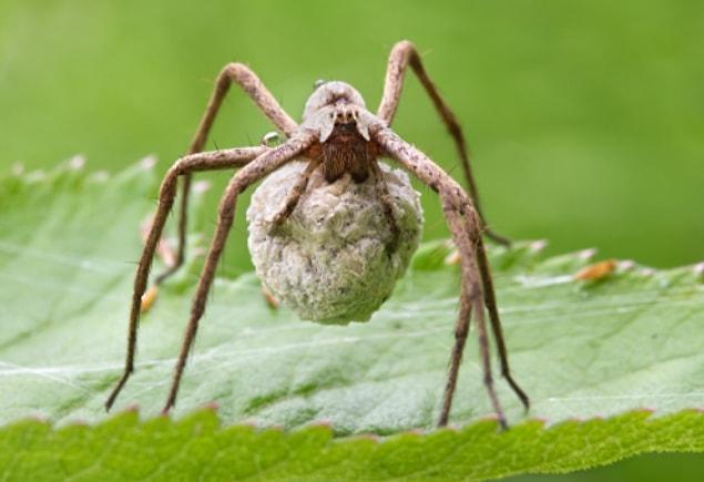 16. Male nursery spiders must catch a bug, wrap it up, and bring it to a female. He then mates with her while she eats it.