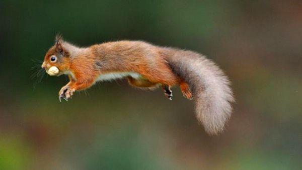 6. Red squirrels break open maple trees so they can eat the syrup.