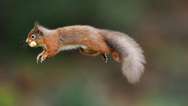 6. Red squirrels break open maple trees so they can eat the syrup.