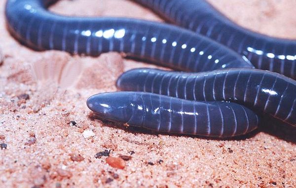 3. Caecillians are legless amphibians that eat their mother's skin until they are fully grown.