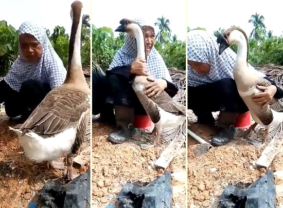 Bahçede Çalışan Kadına Kendini Sevdirmeye Çalışan Kaz ve Onunla Muhteşem Bir Bağ Kuran Teyze
