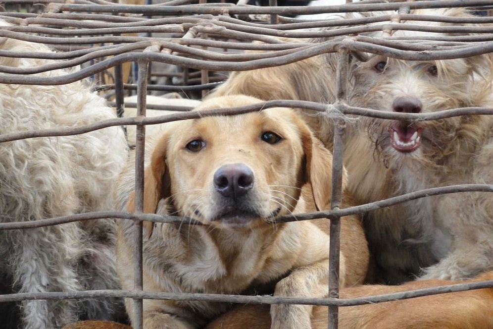 Hayvan Hakları Savunucuları Kazandı: Güney Kore'nin En Büyük Köpek Mezbahası Kapatıldı