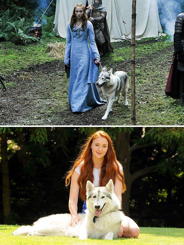 3. İlk sezonda Sansa'nın ulu kurdu Lady'nin çok kötü bir kaderi olsa da, kurt rolünü oynayan köpek Zunni için tam tersi geçerli.