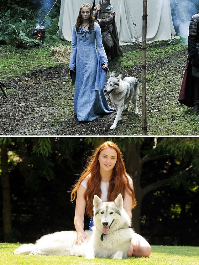 3. İlk sezonda Sansa'nın ulu kurdu Lady'nin çok kötü bir kaderi olsa da, kurt rolünü oynayan köpek Zunni için tam tersi geçerli.