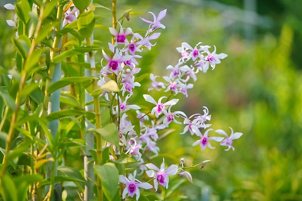 5. Какая часть растения содержит хлорофилл?