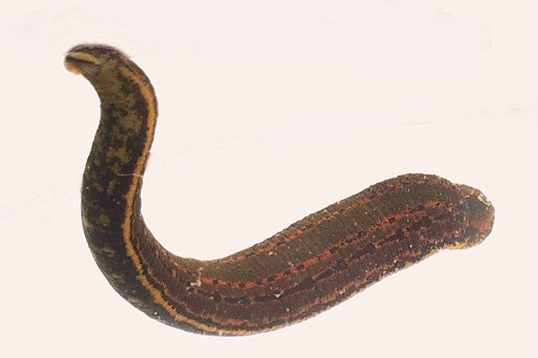 2. К чему из нижеперечисленного можно отнести пиявок?