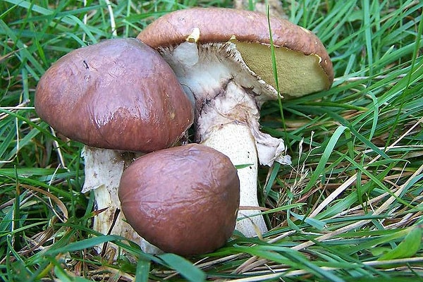 5. Этот гриб... -