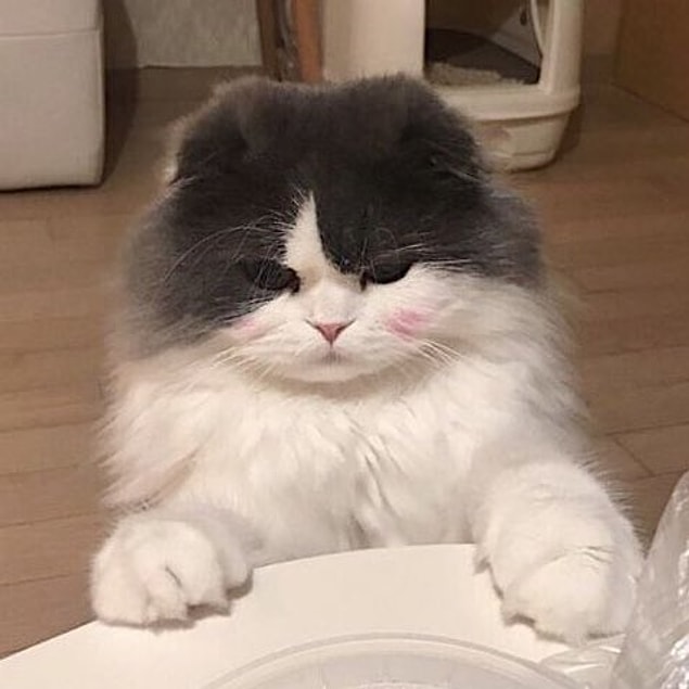 Kedi Bakım Kuruluşu'nun açıklamasına göre kedigiller, hayatlarına devam edebilmek için et yemek ZORUNDA.