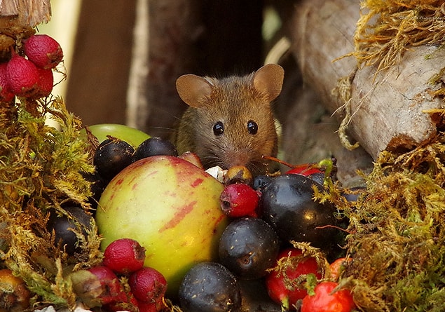 “I knew instantly he was a star and ran back inside to get a couple of peanuts to put down for him. Sitting there, waiting, it was only minutes before he came back out for the treats.”