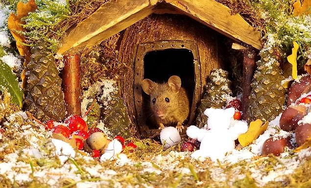 “A couple of days later, I noticed there could be more than one mouse inside the log pile and it was not long ’till they both came out for a bit of food.”